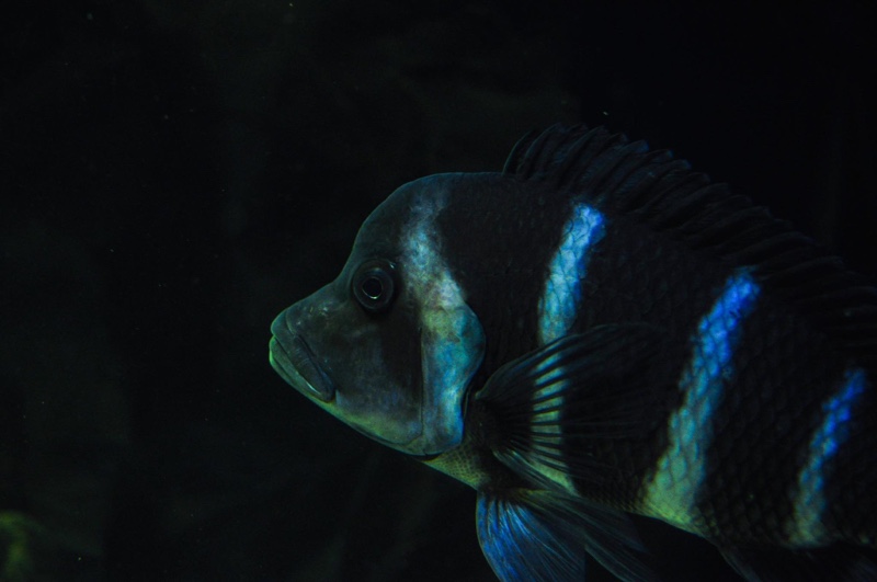 Cyphotilapia gibberosa 'Mtoto'